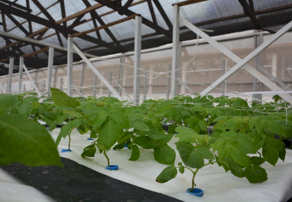 How agricultural scientists are breedimg potato seedlings using aeroponic techno